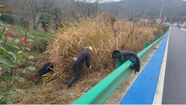 安徽太湖：清除芭矛杂草焕靓省道沿线 “颜值”